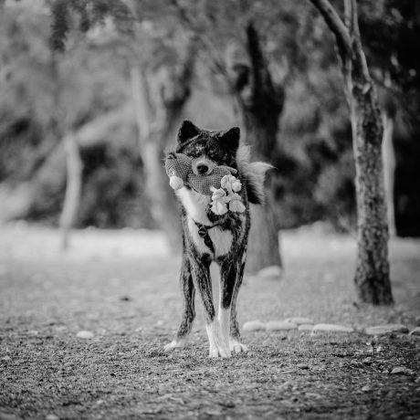 weddingvideographer-3